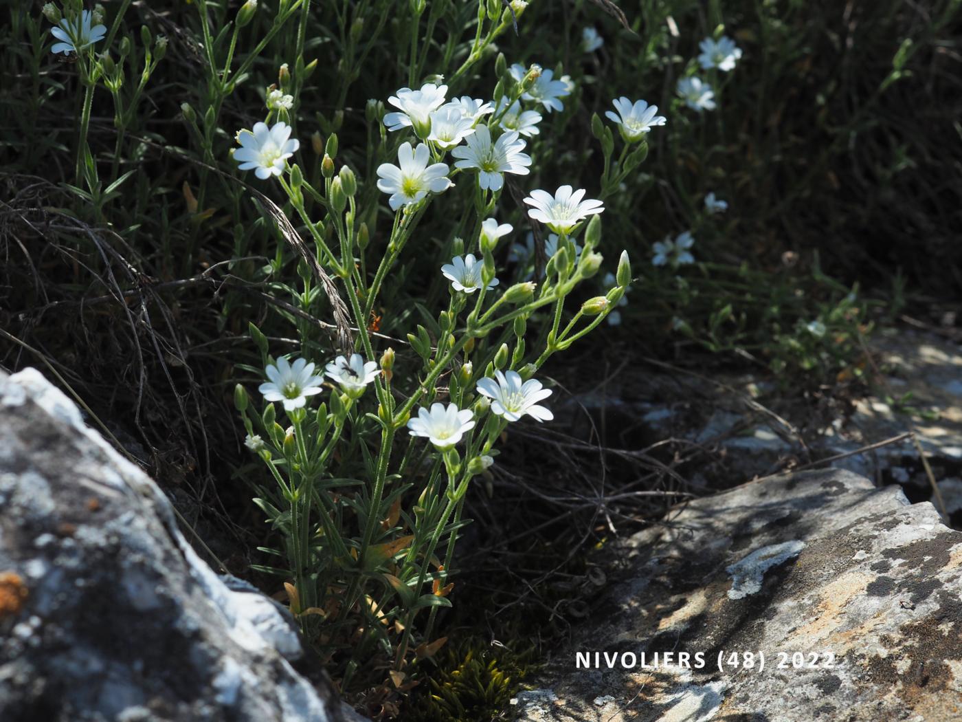 Mouse-ear, Field plant